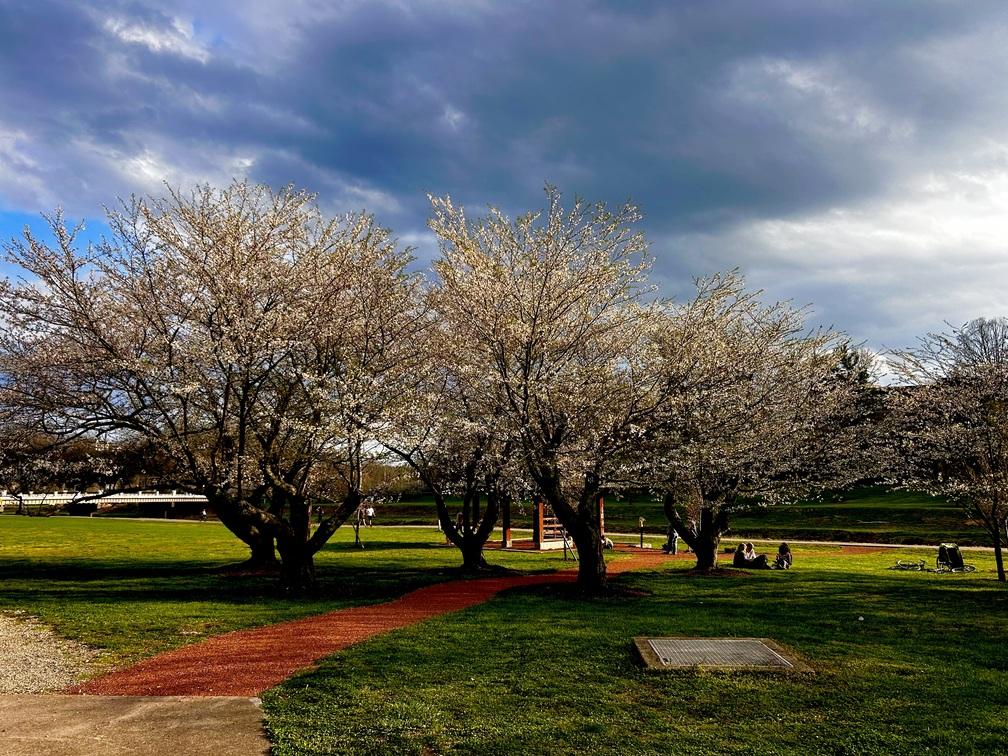 White grove