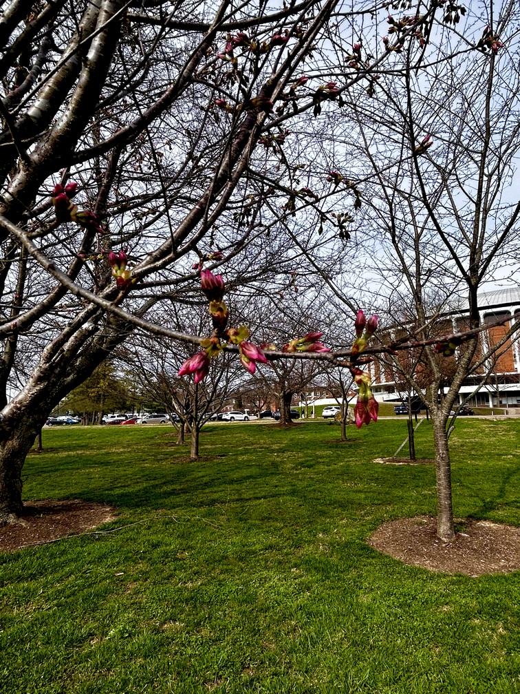 Close up red buds