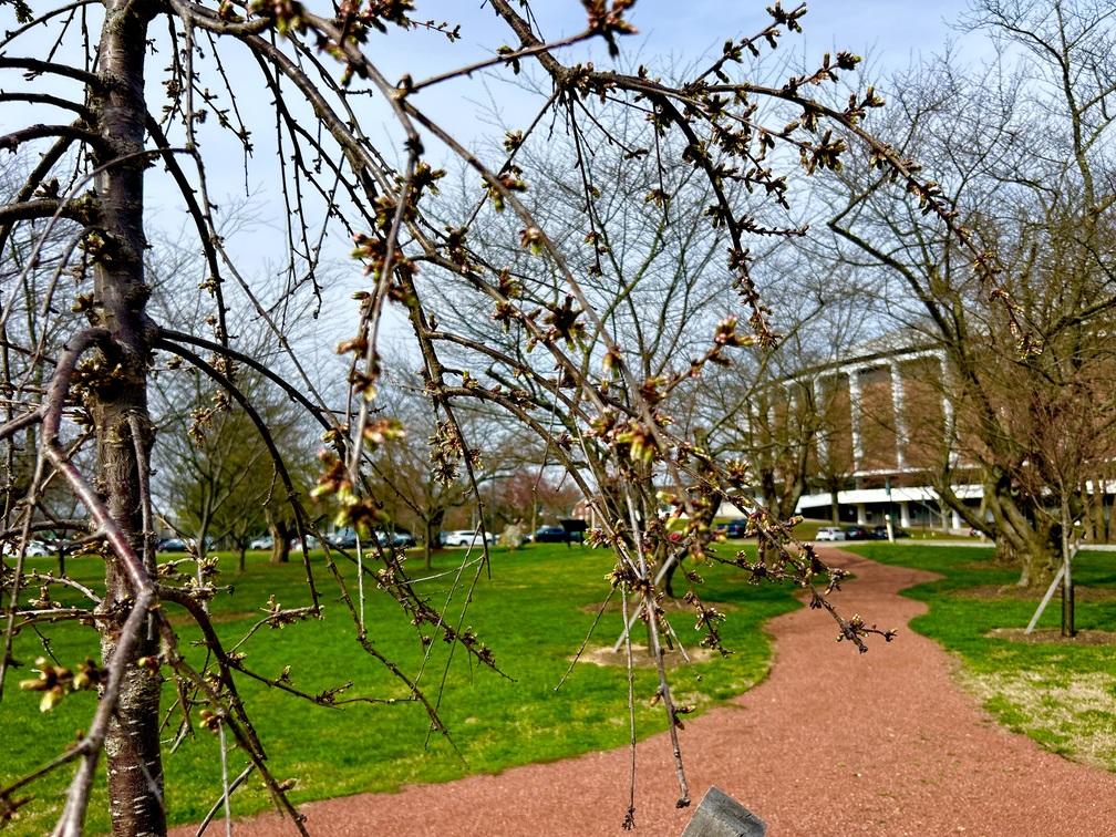 White buds starting
