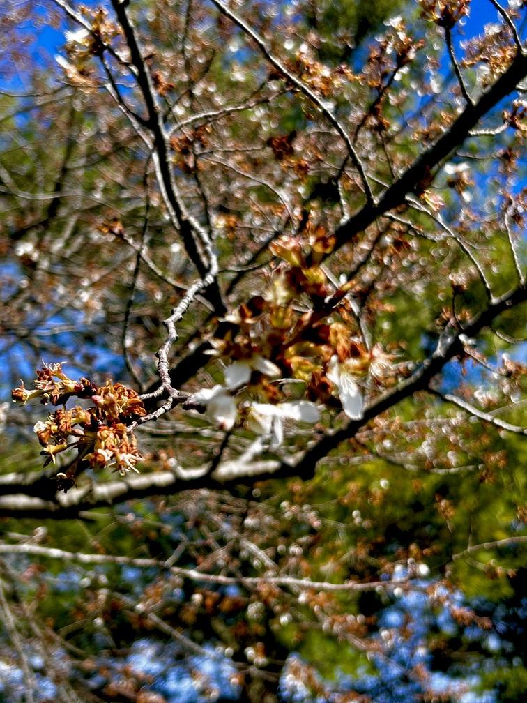 close up white bud