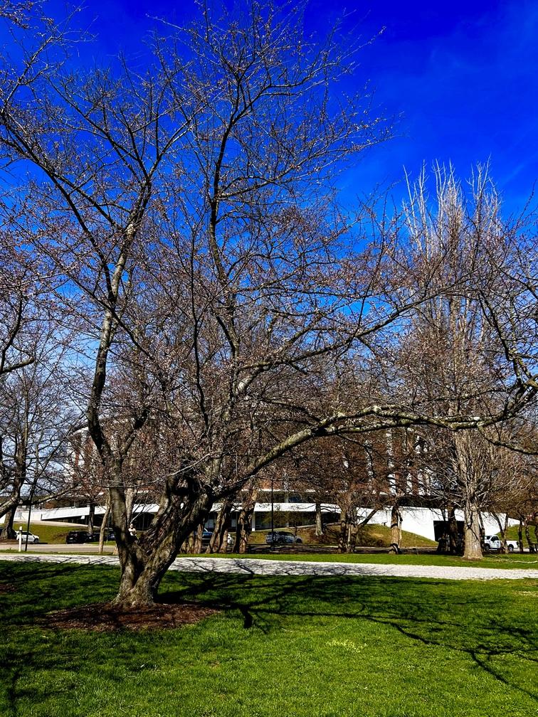 Grove view