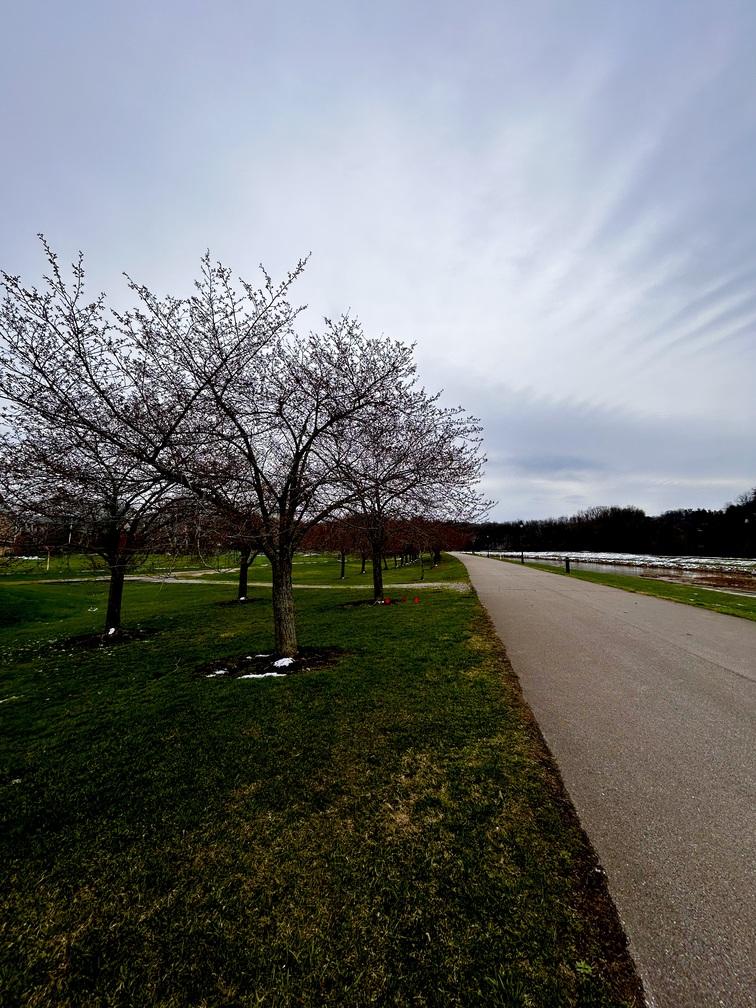 Tress along bike path and sky