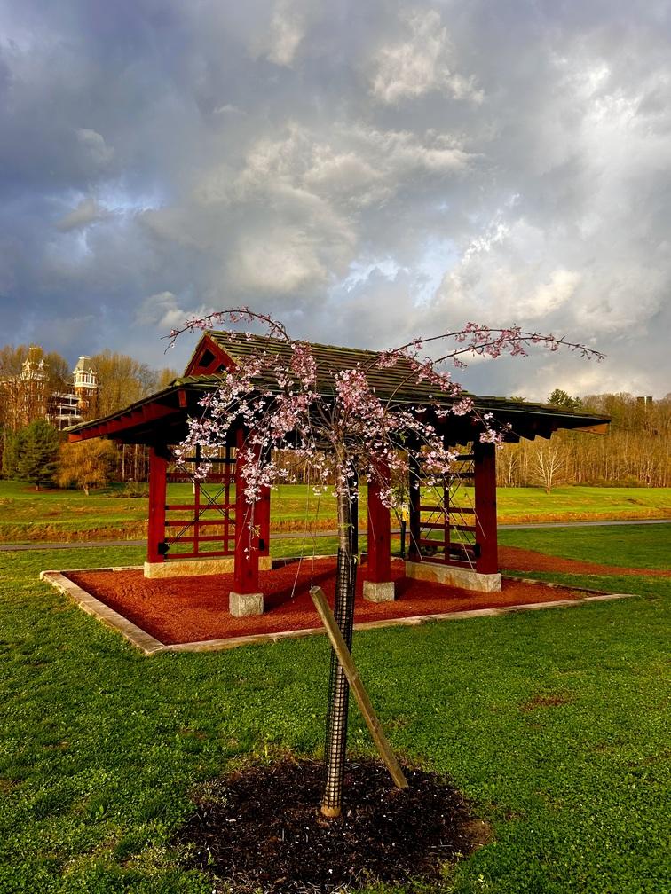 Small pink tree