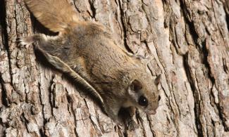 Southern Flying Squirrel