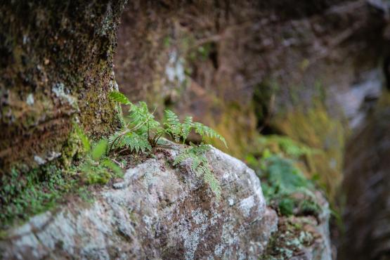 Close-up of ferns growing on the side of sandstone