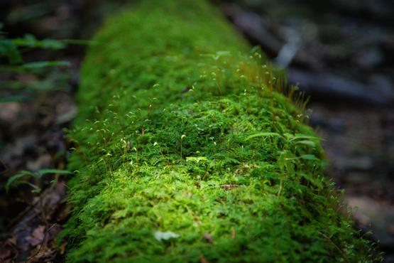 Close-up of small sprouts in the forest