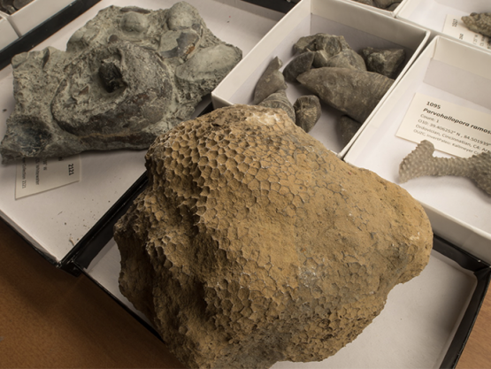 Rocks and fossils set out on a table