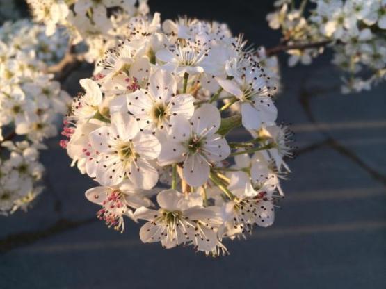 Cherry Blossoms