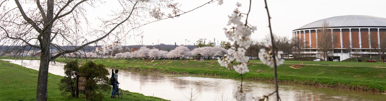 Cherry Blossom trees bloom along the Hocking River.